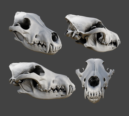 Skull of a bear isolated on a gray background. 3d renderの写真素材