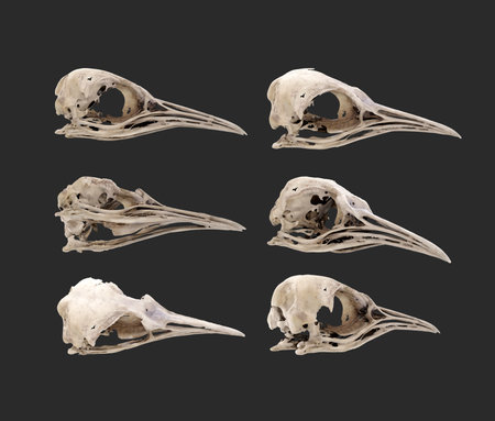 Set of animal skull isolated on a black background. 3d renderの写真素材