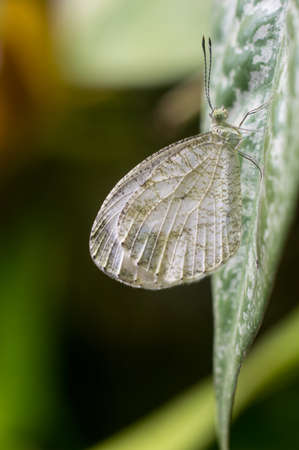 a white butterfly on white leaf