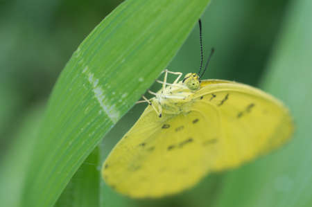 a sleepy orange butterfly hiding under a leaf