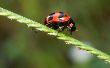 a lady bug on grainy stemの写真素材