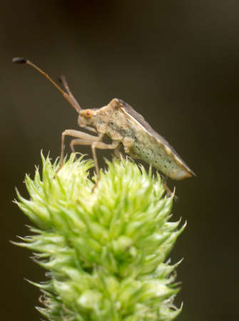 grayish bug on spinach bud