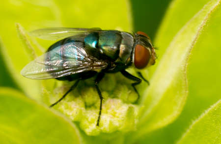 a fly on a flower bud