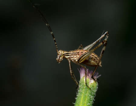 a cricket on ironweed flowerの写真素材