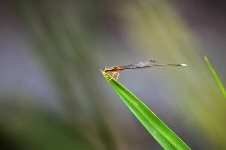 Copera marginepes dragonfly Perch on a leaves and Blurry backgroundの写真素材