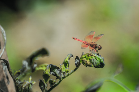 Copera marginepes dragonfly Perch on a leaves and Blurry backgroundの写真素材