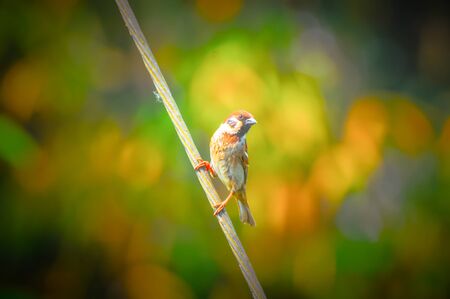 Beautiful Eurasian Sparrow bird Perch on a steel cable and Blurry backgroundの写真素材
