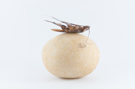 Close Up of cockroach on a stone and  White background