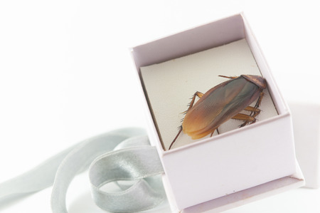 Close Up of cockroach in a Gift box on White background