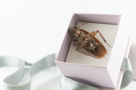 Close Up of cockroach in a Gift box on White backgroundの写真素材