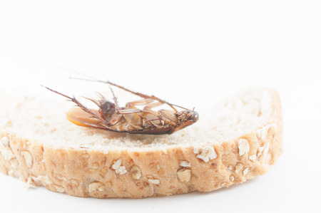 cockroach eating bread on a  White backgroundの写真素材