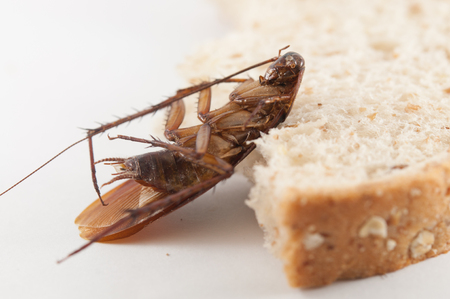 cockroach eating bread on a  White background
