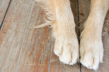 dog foot on the floorの写真素材