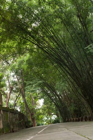 Roads are bamboo treesの写真素材