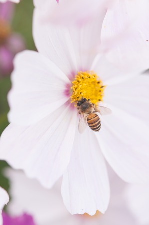 Purple cosmea flower with a bee on it in summer season in countryside