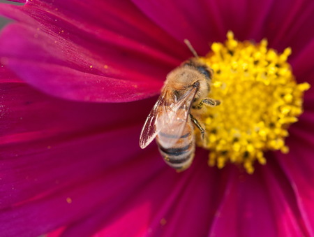 Purple cosmea flower with a bee on it in summer season in countrysideの写真素材