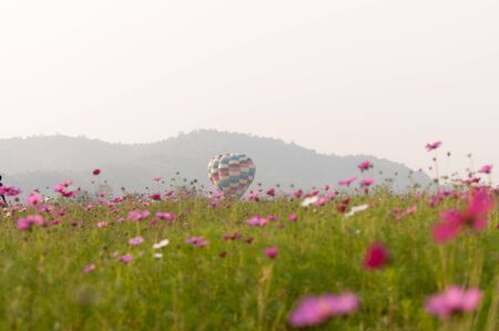 cosmos flowers in garden with Background balloon. ( blur background )の写真素材