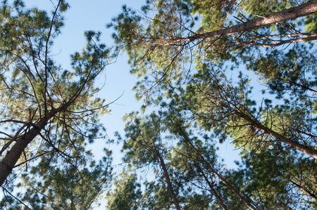 Road through forest lined with stately red pine treesの写真素材