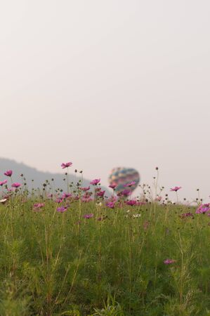 cosmos flowers in garden with Background balloon. ( blur background )の写真素材