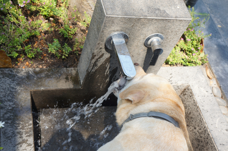 thirsty samoyed dogの写真素材