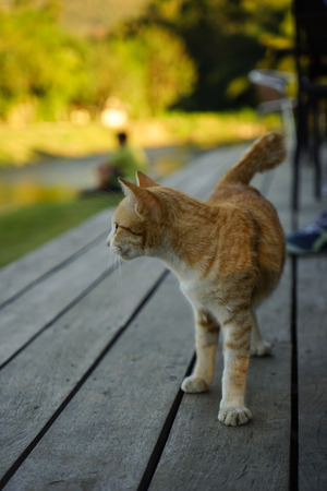 Cute cat on a balconyの写真素材