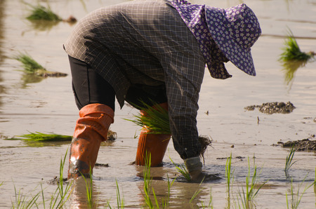farmer transplant rice seedlings, Thailand, asiaの写真素材