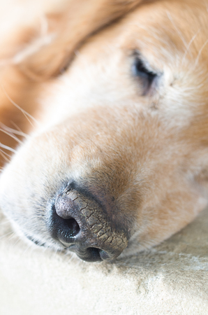 cute Nose of golden retriever puppy dogの写真素材