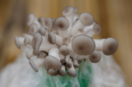 the oyster mushroom farm. mushroom growing in mushroom farm