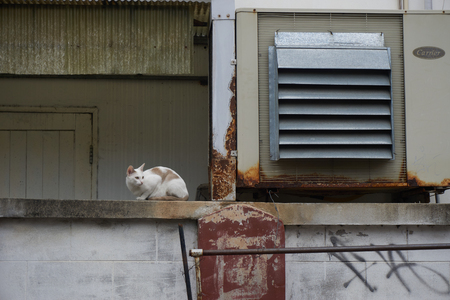 Cats are dirty, they get sick, cats need a vet and a new homeの写真素材