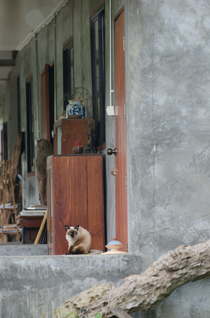 Cat with gray spots on the skin sitting on the balcony on a Sunny day and washesの写真素材