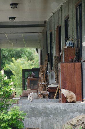 Cat with gray spots on the skin sitting on the balcony on a Sunny day and washesの写真素材