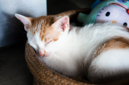 A cute kitten sleeping peacefully in a basketの写真素材