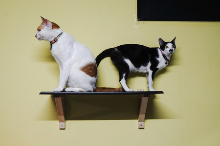 cat laying on wooden plate black color and Yellow wall