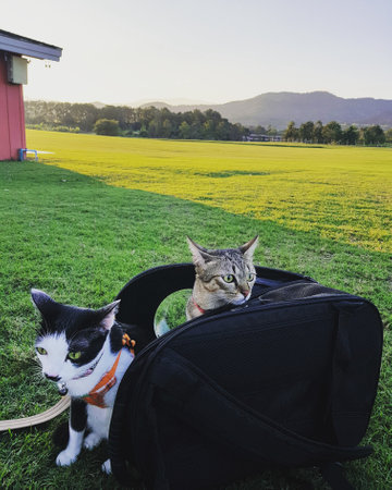 Two cats walked out of the bag and came out to play in the grassの写真素材