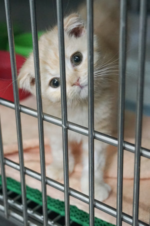 British Shorthair kitten has a neurological disorder Makes balance difficult, neck tiltedの写真素材