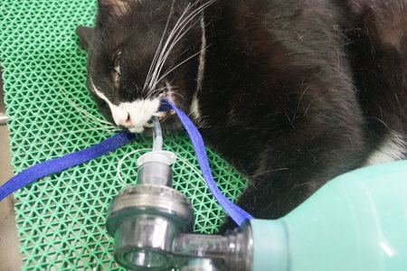 A black cat, big and fat, lay on the operating table. Ready to insert anesthesia tube Prepare for sterilization surgeryの写真素材