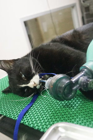 A black cat, big and fat, lay on the operating table. Ready to insert anesthesia tube Prepare for sterilization surgeryの写真素材