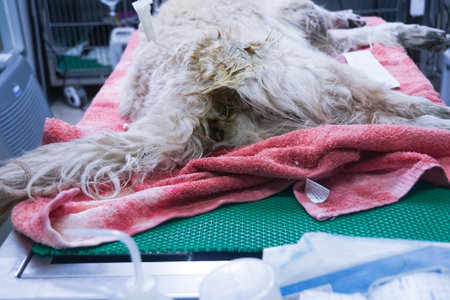 Golden Retriever dog has severe diarrhea, diarrhea, and severe symptoms.の写真素材