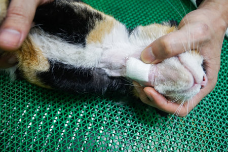 A tri-colored cat has a bite wound on its neck. The wound develops pus and inflammation. The doctor had to shave the hair around his neck to heal the wound.の写真素材