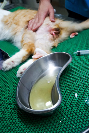 Squeeze out cat urine and place it in a Kidney Tray container.の写真素材