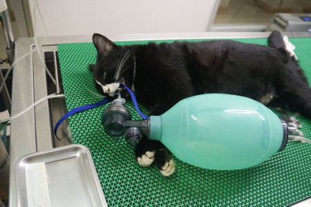 A black cat, big and fat, lay on the operating table. Ready to insert anesthesia tube Prepare for sterilization surgeryの写真素材