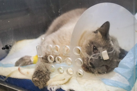 Siamese cat, pure Thai breed cat who had severe injuries from being hit by a car There is an oxygen...