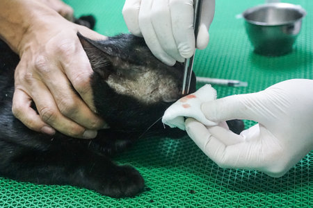 Black cat has bite wounds on its face. The doctor tries to treat a wound on a cat's face.の写真素材