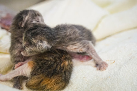 A small kitten had just been born from its mother's womb an hour ago. The kitten's eyes had not yet opened. and still cannot Can walk with balanceの写真素材