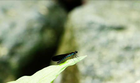 Dragonflies above the green leaves