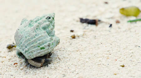 Hermit crabs on white sand that look so beautiful