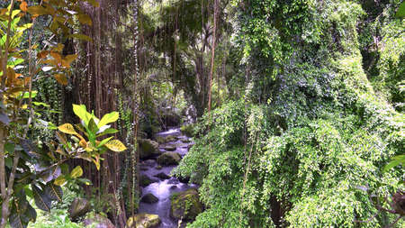 beautiful green scenery and river with clear flowing water in the rainforest