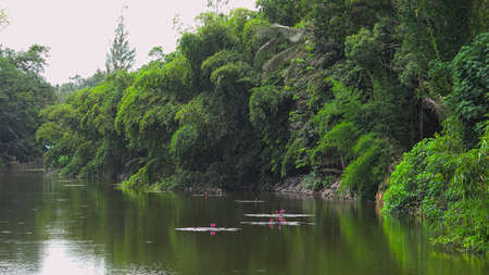 River view with lotus and green trees beside, located in Bali, Indonesiaの写真素材