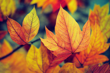 Autumn seasonal leaves with blurred bokeh background.の素材
