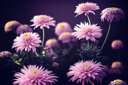 A macro photograph of pink chrysanthemums flower with cinematic lighting. 3D renderingの素材